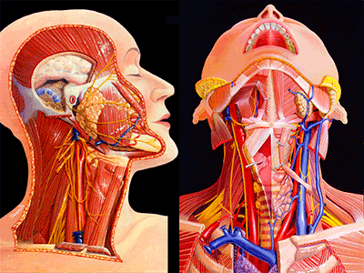 КТ органов шеи